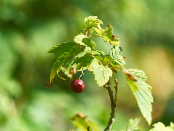 Close-up of berries growing on plant