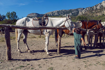 Boy strokes a horse that is standing on the street in the mountains