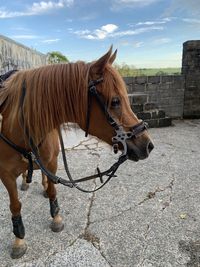 Horse in ranch against sky