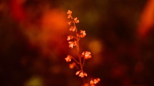 Close-up of maple leaf during autumn