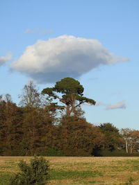 Trees on field against sky