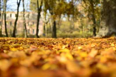 Close-up of yellow autumn leaves on field