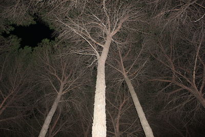 Bare trees in the dark