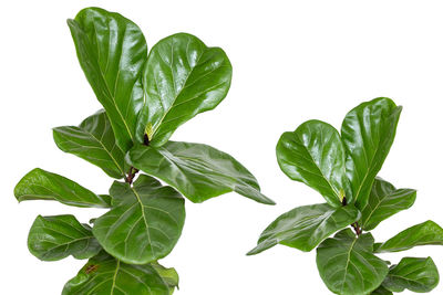 Close-up of leaves against white background