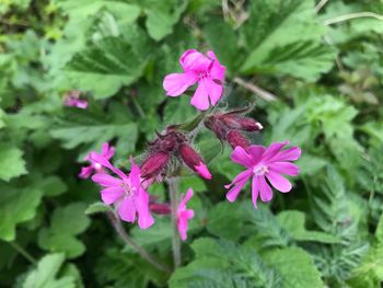 Close-up of pink flowers blooming outdoors