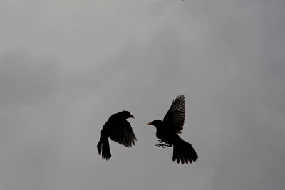 Low angle view of eagle flying in sky