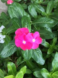 High angle view of pink flowering plant