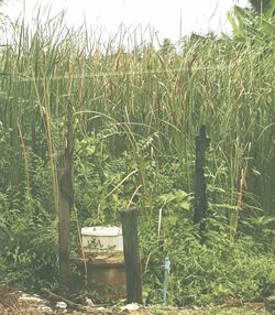 Plants growing on field