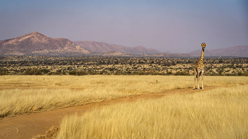 Giraffe in namibian landscape 