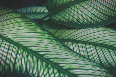 Full frame shot of palm leaves