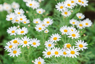 Close-up of fresh white daisy flowers in field