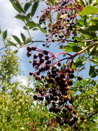 Low angle view of grapes hanging on tree