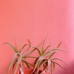 Plants on pink concept. aloe.