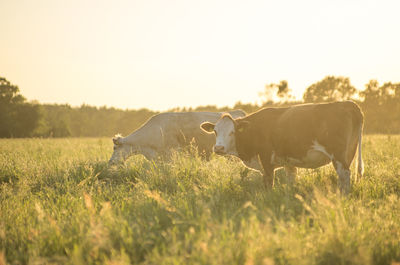 Sheep grazing on grassy field