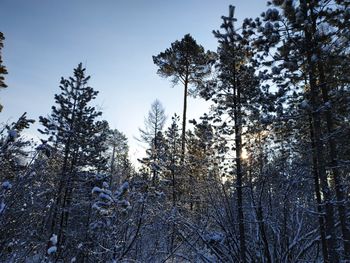 Low angle view of trees in forest during winter