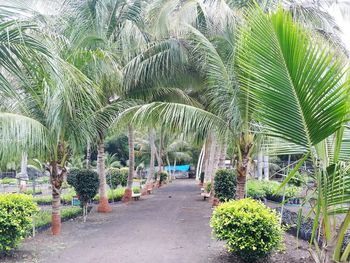 Footpath amidst trees in park