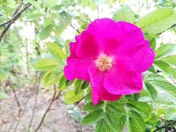 Close-up of flower blooming outdoors