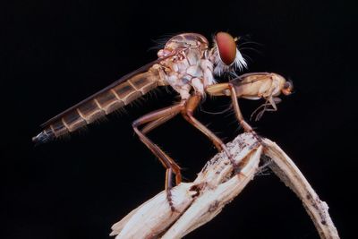 Close-up of insect over black background