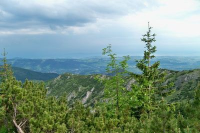 Plants growing on land against sky