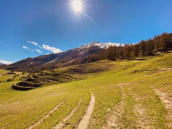 Scenic view of field against bright sun