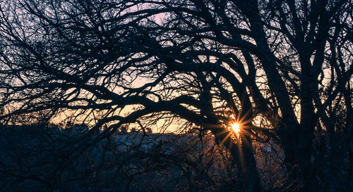 Low angle view of sunlight streaming through silhouette tree