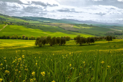 Scenic view of grassy field against sky