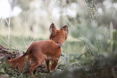 View of a dog on field