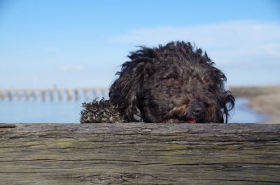 Close-up of dog by water against sky