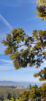 Low angle view of trees against sky