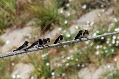 Birds perching on cable against blurred background