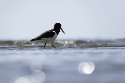 Bird perching on a sea