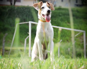 Portrait of dog on field