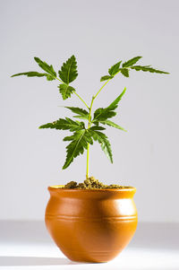 Close-up of potted plant against white background