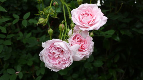 Close-up of pink rose