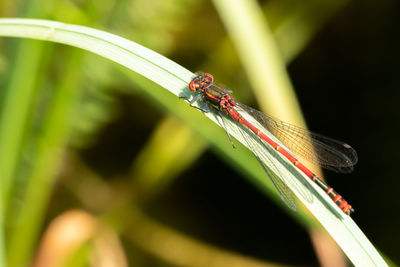 Close-up of dragonfly on grass