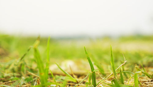 Close-up of grass on field against sky