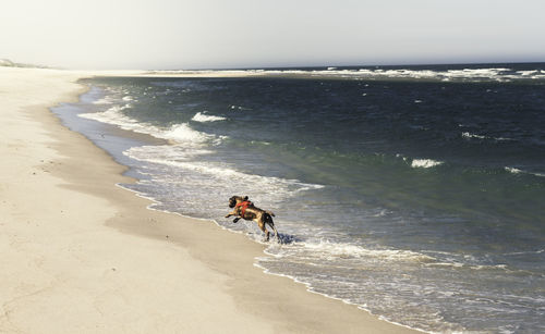 Summer beach landscape with a dog running on the white sand beach and blue seawater, on sylt island.