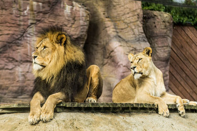 Lion relaxing outdoors