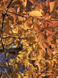 Close-up of yellow maple leaves on tree