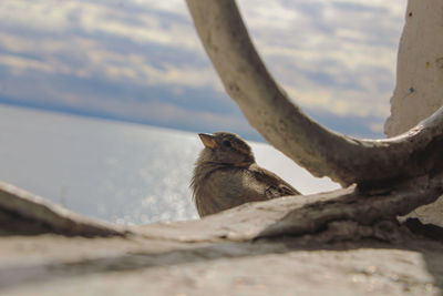 Squirrel sitting on a tree