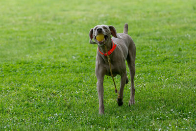 Weimaraner carrying ball in mouth on grassy field