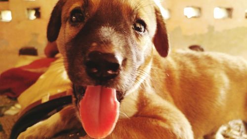 Close-up portrait of dog yawning