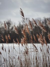 Dry reed grass in winter