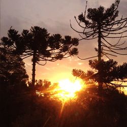 Silhouette of trees at sunset