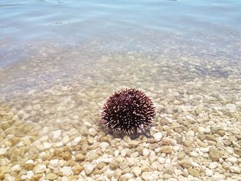 High angle view of sea urchin on stones in shallow water