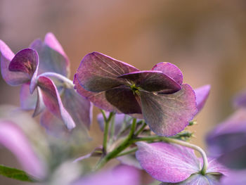 Close-up of pink flowering plant