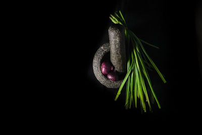 Close-up of tomato over black background