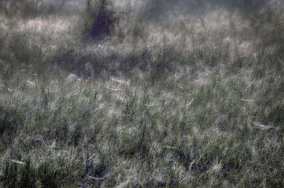 Full frame shot of trees on field