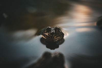 Close-up of shell on a sea