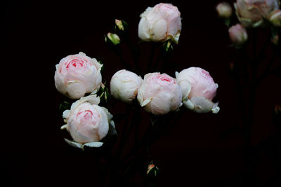 Close-up of white roses against black background